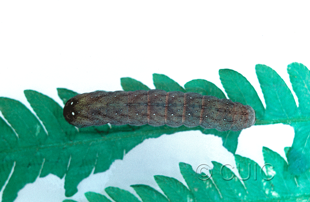 dorsal view of larva Euplexia benesimilis on Osmunda cinnamomea in USA: NY