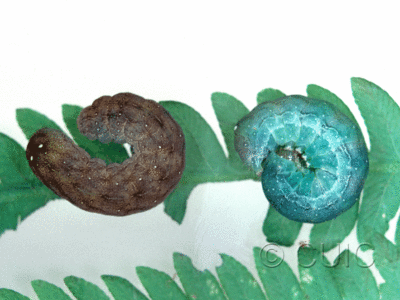 lateral view of larva Euplexia benesimilis on Osmunda cinnamomea in USA: NY