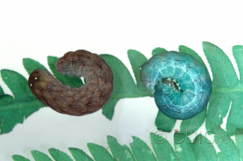 lateral view of larva Euplexia benesimilis on Osmunda cinnamomea in USA: NY