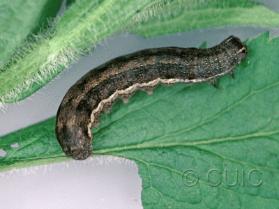 lateral view of larva Eupsilia devia on Solidago in USA: NY