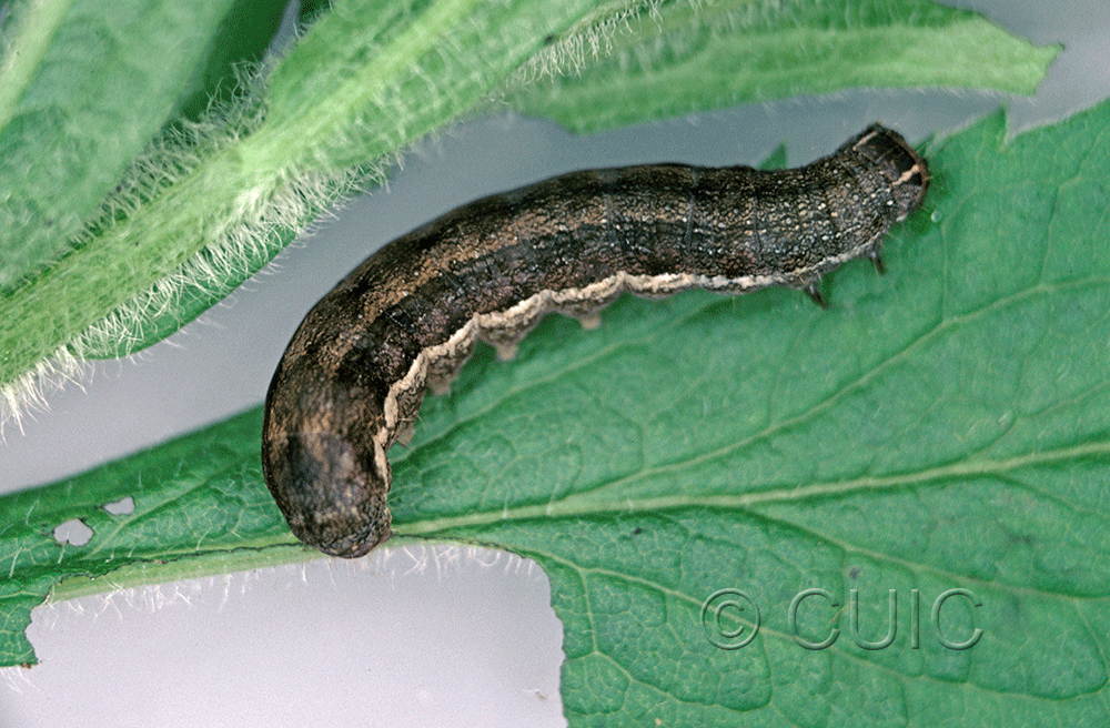 lateral view of larva Eupsilia devia on Solidago in USA: NY