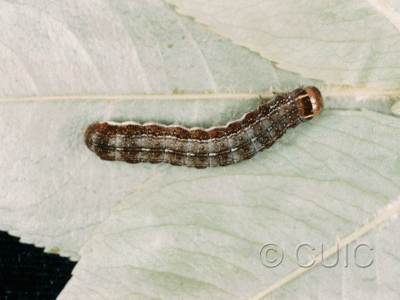 dorsal view of larva Eupsilia n. sp. nr sidus on Prunus virginiana in USA: NY