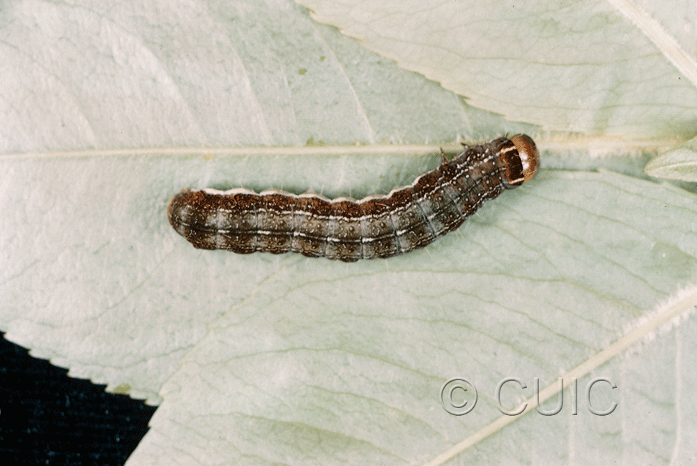 dorsal view of larva Eupsilia n. sp. nr sidus on Prunus virginiana in USA: NY