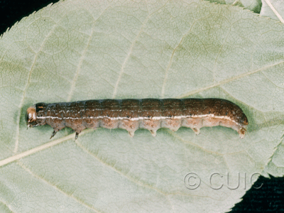 lateral view of larva Eupsilia n. sp. nr sidus on Prunus virginiana in USA: NY