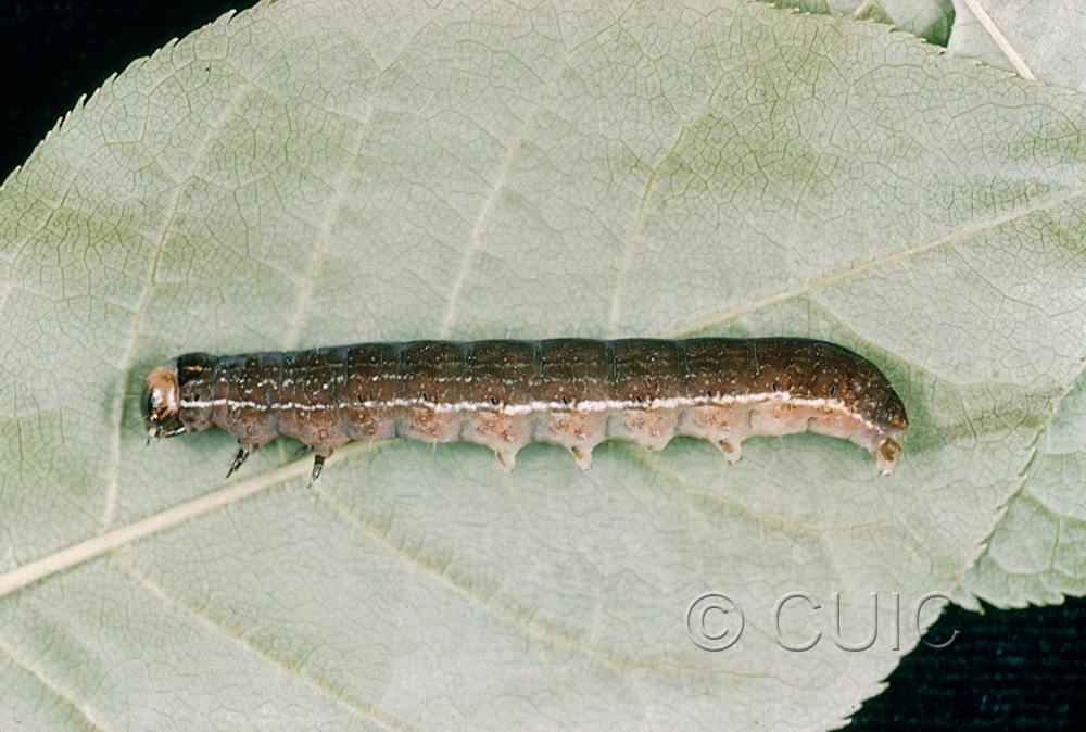 lateral view of larva Eupsilia n. sp. nr sidus on Prunus virginiana in USA: NY