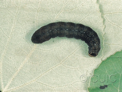 dorsal view of larva Eupsilia tristigmata on Prunus virginiana in USA: NY