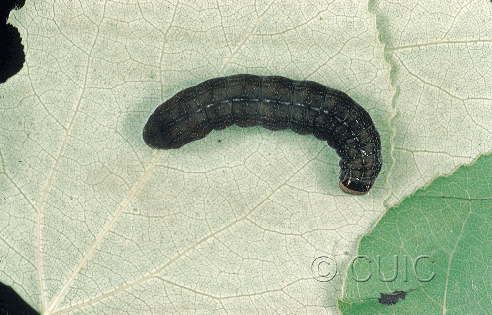dorsal view of larva Eupsilia tristigmata on Prunus virginiana in USA: NY