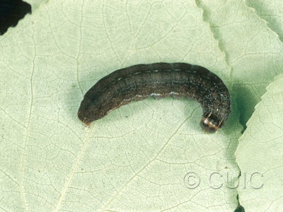 dorsal view of larva Eupsilia tristigmata on Prunus virginiana in USA: NY