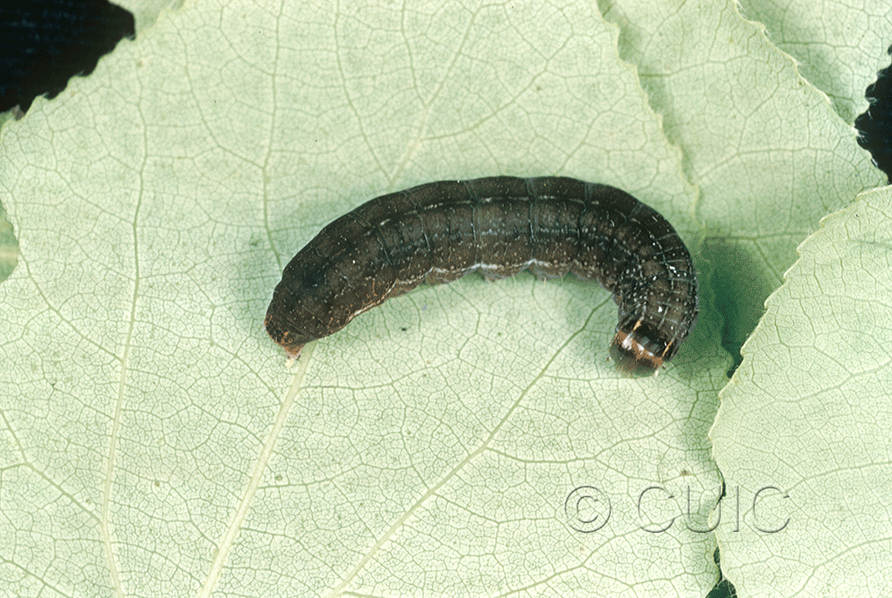 dorsal view of larva Eupsilia tristigmata on Prunus virginiana in USA: NY