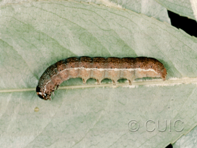 lateral view of larva Eupsilia tristigmata on Prunus virginiana in USA: NY