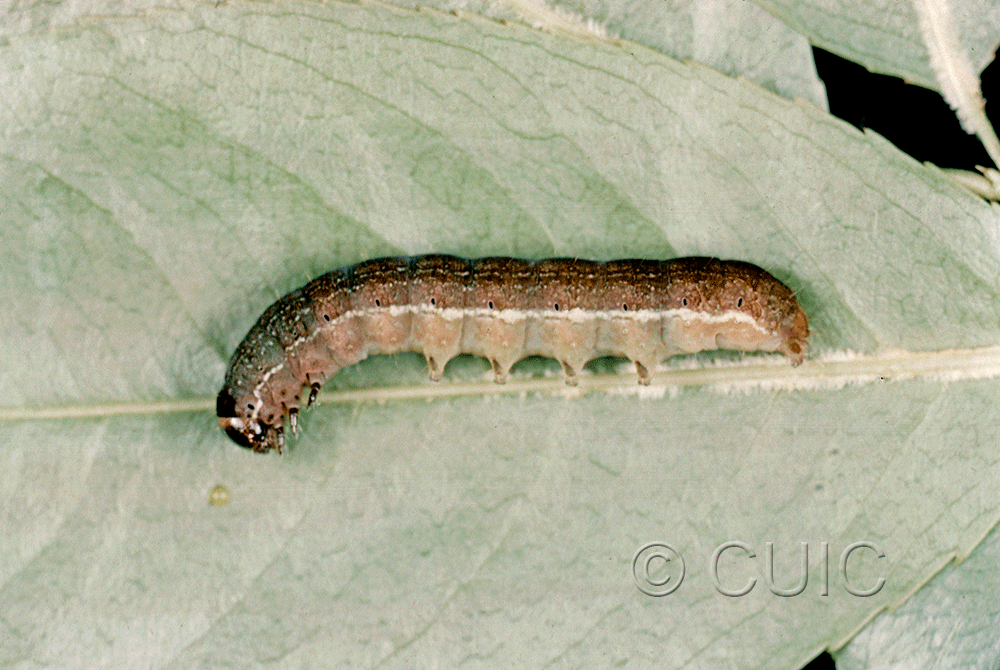 lateral view of larva Eupsilia tristigmata on Prunus virginiana in USA: NY