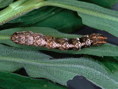 dorsal view of larva Eusarca confusaria on Solidago in USA: TX