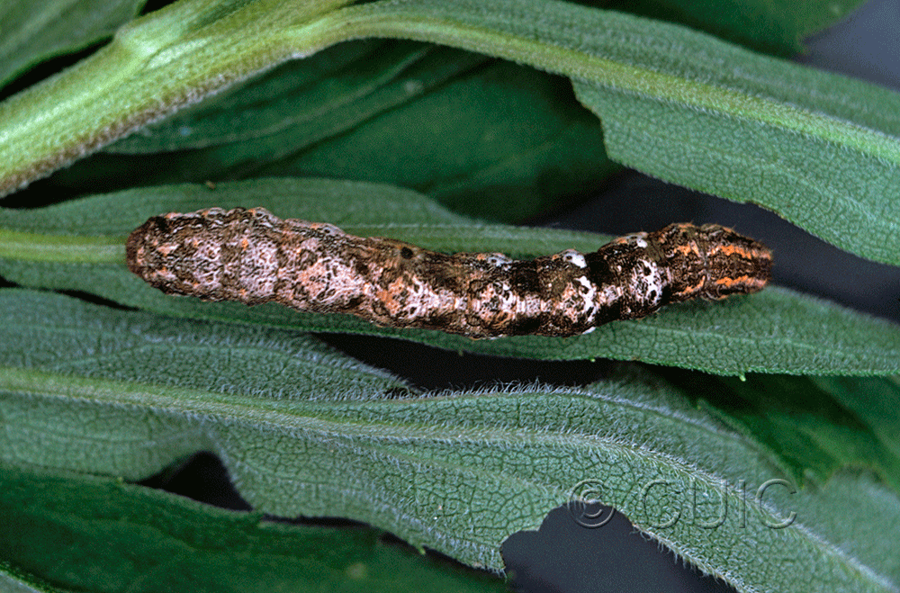 dorsal view of larva Eusarca confusaria on Solidago in USA: TX