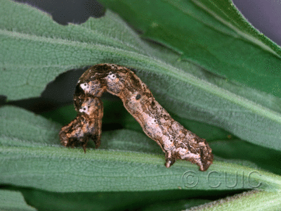 lateral view of larva Eusarca confusaria on Solidago in USA: TX
