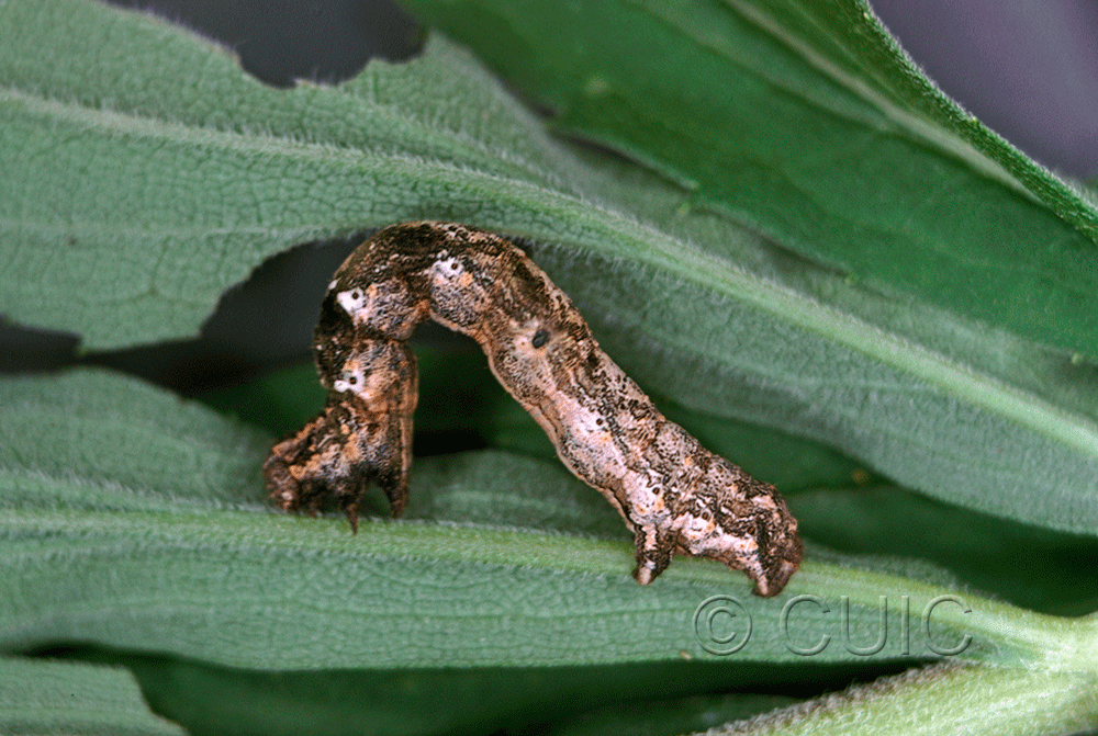 lateral view of larva Eusarca confusaria on Solidago in USA: TX