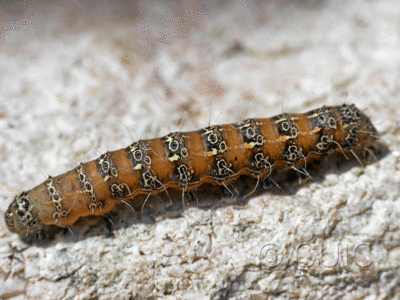 dorsal view of larva Euscirrhopterus cosyra on Opuntia in USA: AZ