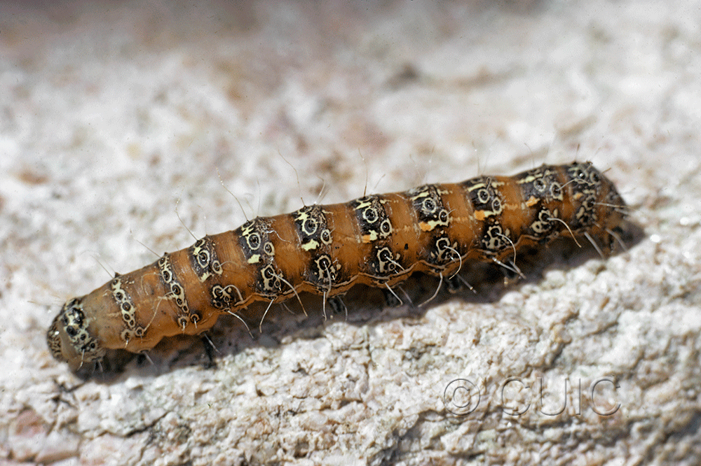 dorsal view of larva Euscirrhopterus cosyra on Opuntia in USA: AZ