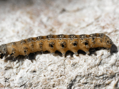 ventral view of larva Euscirrhopterus cosyra on Opuntia in USA: AZ
