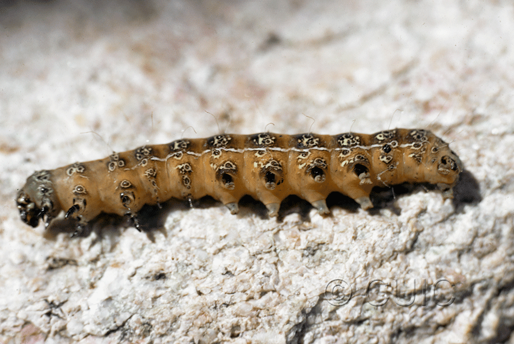 ventral view of larva Euscirrhopterus cosyra on Opuntia in USA: AZ