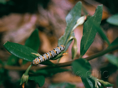 dorsal view of larva Euscirrhopterus gloveri on Portulacca in USA: AZ