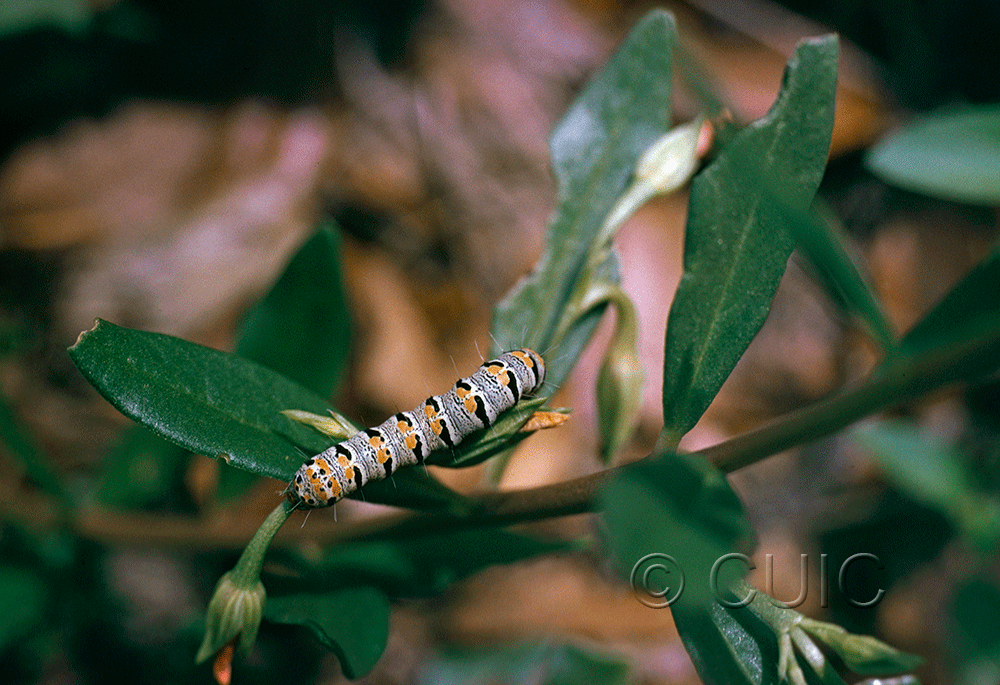 dorsal view of larva Euscirrhopterus gloveri on Portulacca in USA: AZ