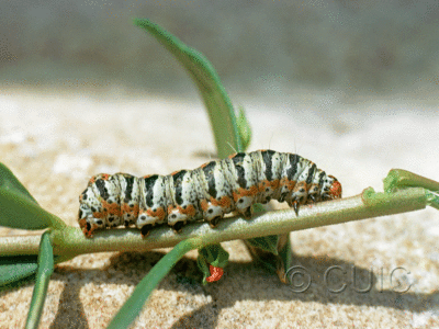 lateral view of larva Euscirrhopterus gloveri on Portulacca in USA: AZ