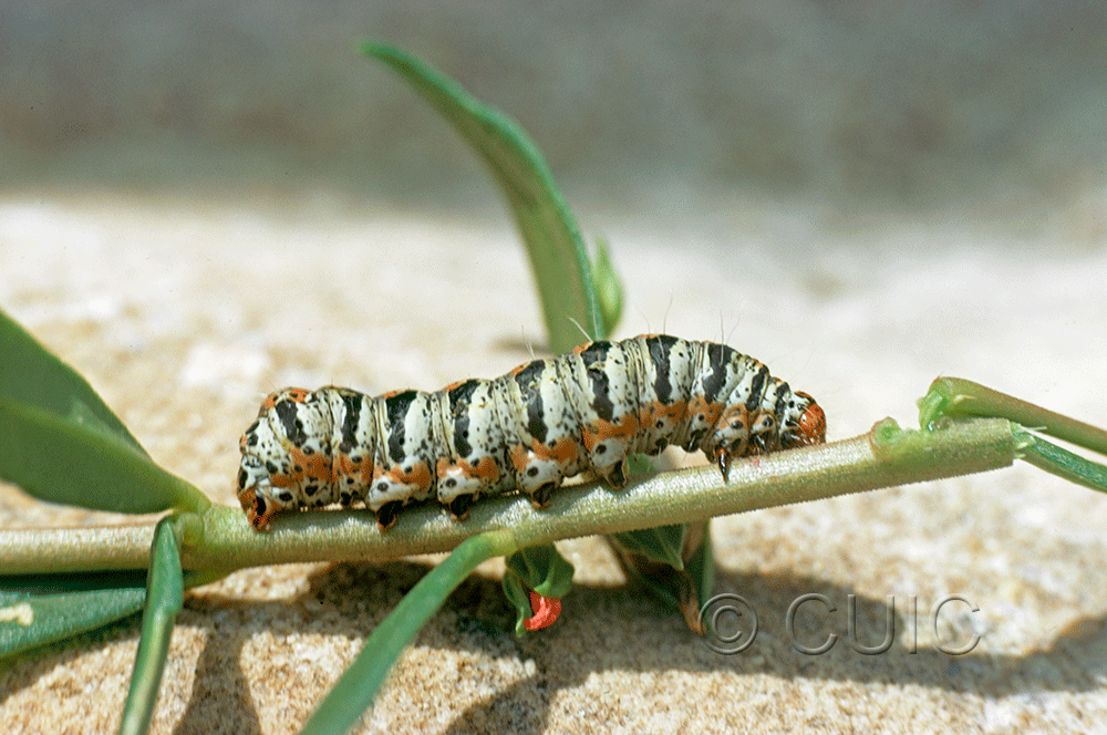 lateral view of larva Euscirrhopterus gloveri on Portulacca in USA: AZ