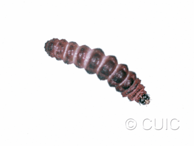 dorsal view of larva Exyra rolandiana on Sarrecenia purparescens
