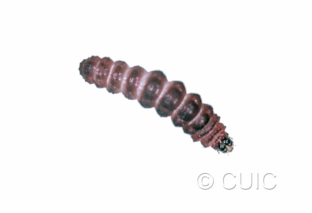 dorsal view of larva Exyra rolandiana on Sarrecenia purparescens