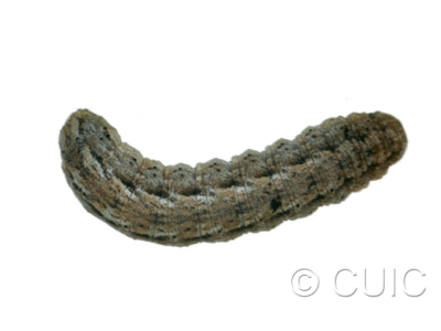 dorsal view of larva Feltia jaculifera in USA: MT