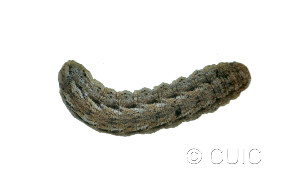 dorsal view of larva Feltia jaculifera in USA: MT