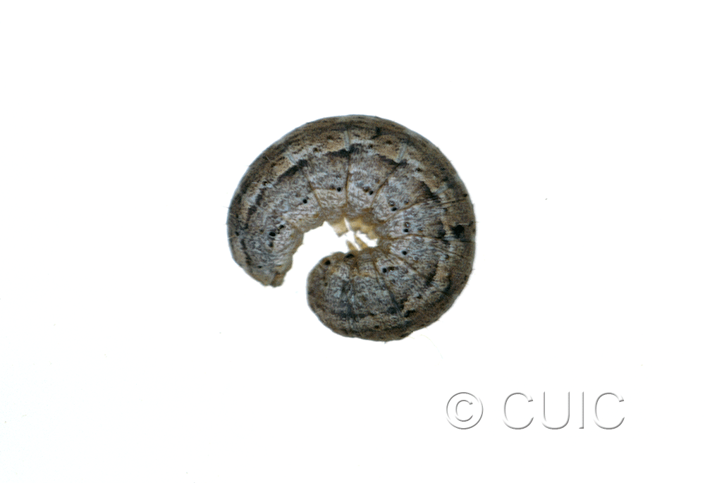 lateral view of larva Feltia jaculifera in USA: MT