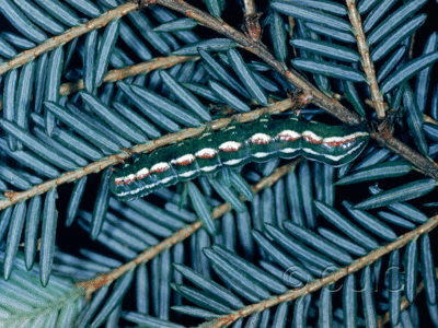 lateral view of larva Feralia jocosa