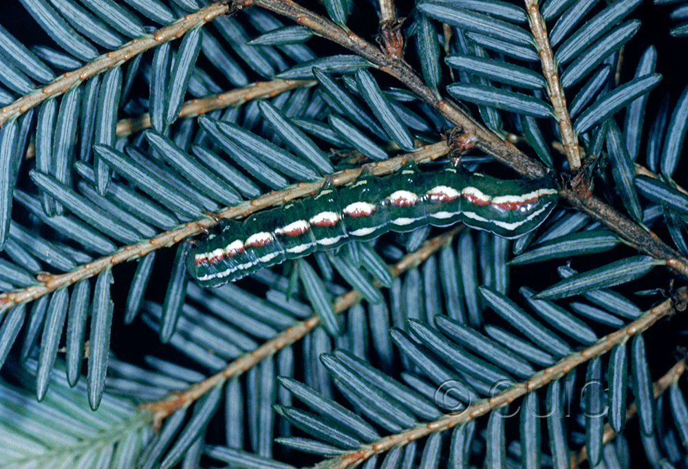 lateral view of larva Feralia jocosa