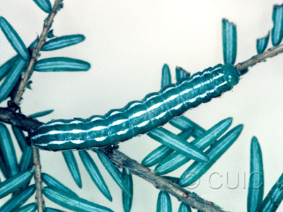 dorsal view of larva Feralia jocosa on Tsuga canadiensis in USA: NY