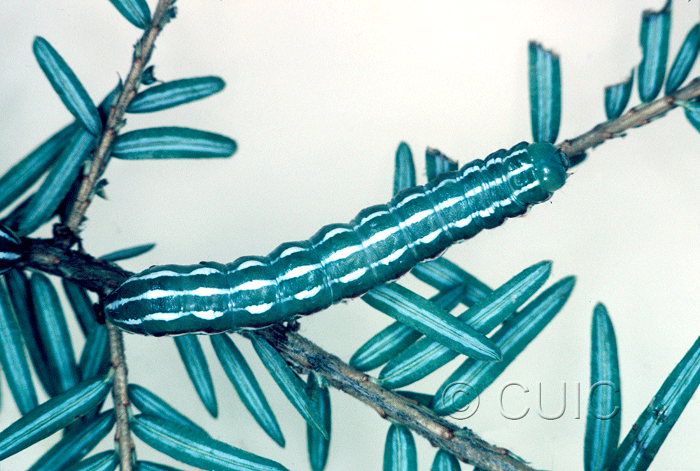 dorsal view of larva Feralia jocosa on Tsuga canadiensis in USA: NY