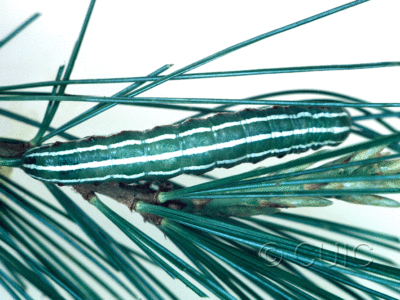 dorsal view of larva Feralia jocosa on Tsuga canadiensis in USA: NY