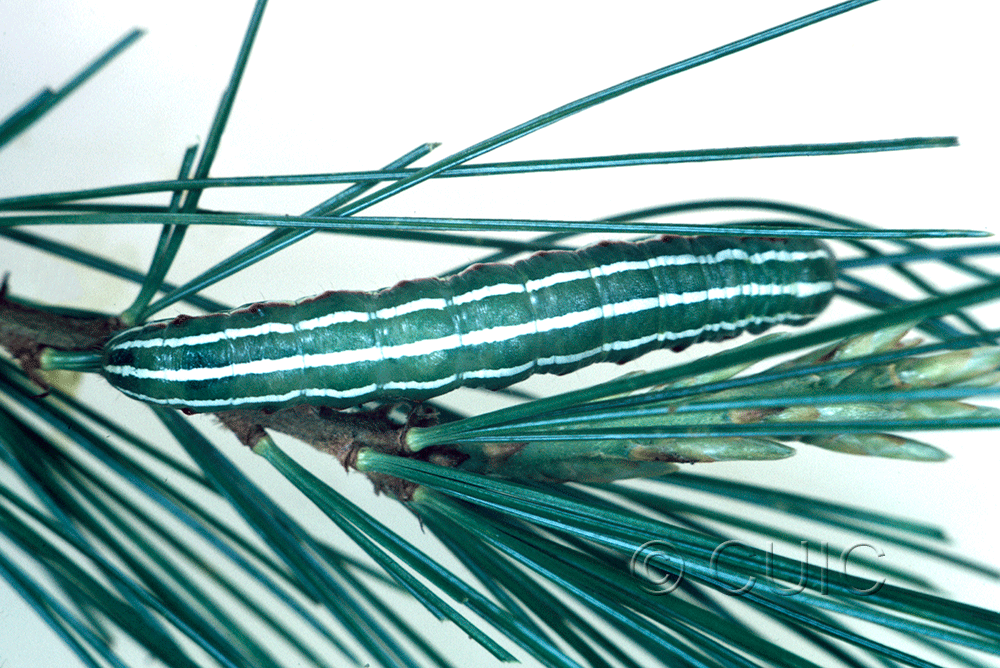 dorsal view of larva Feralia jocosa on Tsuga canadiensis in USA: NY