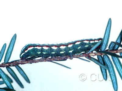 lateral view of larva Feralia jocosa on Tsuga canadiensis in USA: NY