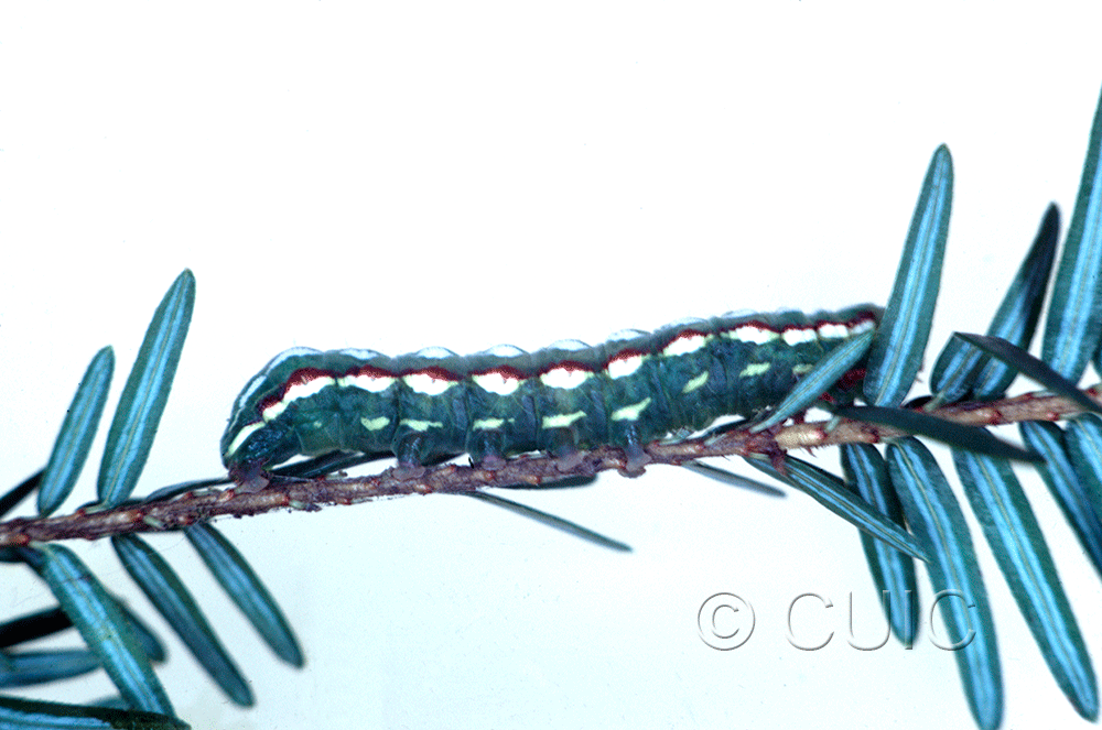 lateral view of larva Feralia jocosa on Tsuga canadiensis in USA: NY