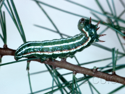 lateral view of larva Feralia jocosa on Tsuga canadiensis in USA: NY