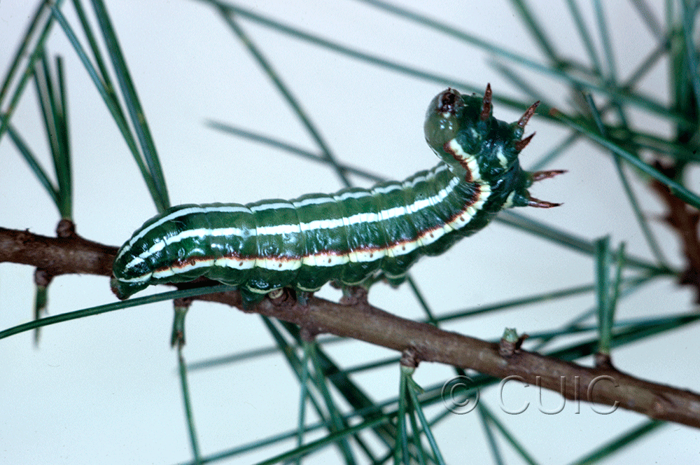 lateral view of larva Feralia jocosa on Tsuga canadiensis in USA: NY