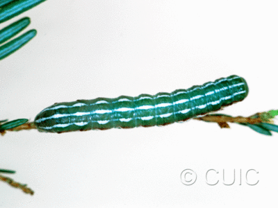 dorsal view of larva Feralia jocosa on Tsuga canadiensis in USA: NY
