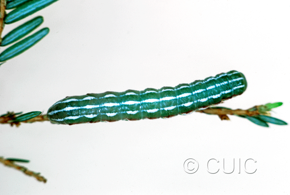 dorsal view of larva Feralia jocosa on Tsuga canadiensis in USA: NY