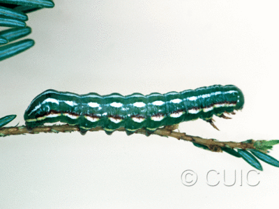 lateral view of larva Feralia jocosa on Tsuga canadiensis in USA: NY