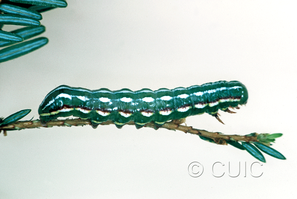 lateral view of larva Feralia jocosa on Tsuga canadiensis in USA: NY