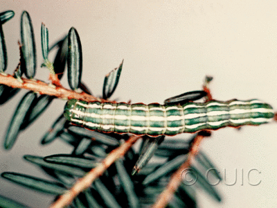 dorsal view of larva Feralia jocosa in USA: NY