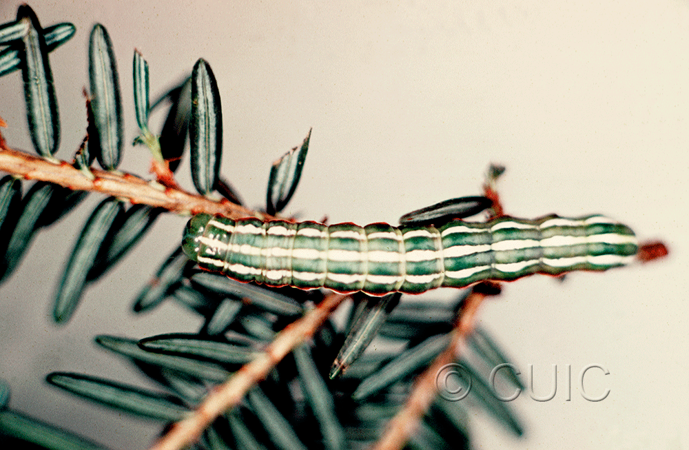 dorsal view of larva Feralia jocosa in USA: NY