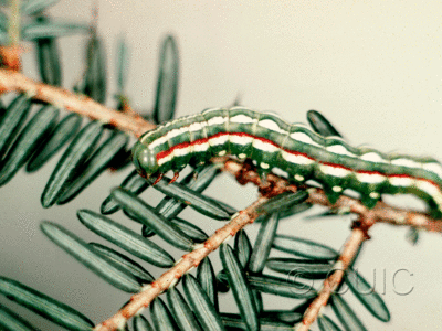 lateral view of larva Feralia jocosa in USA: NY