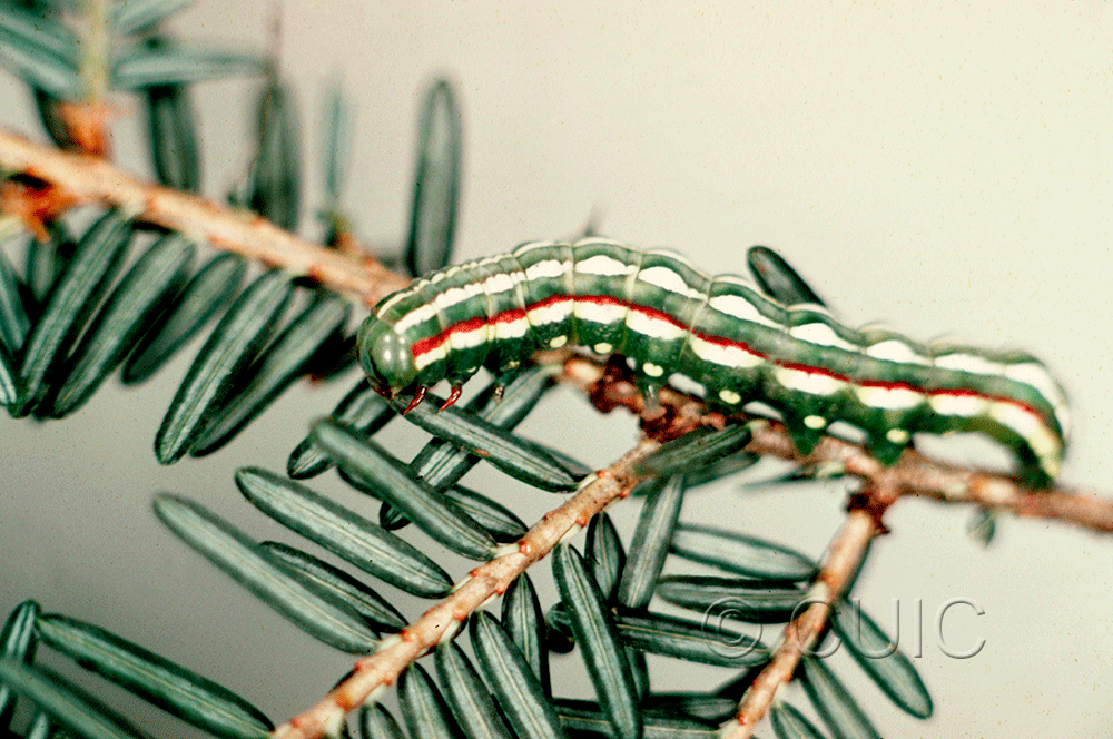 lateral view of larva Feralia jocosa in USA: NY